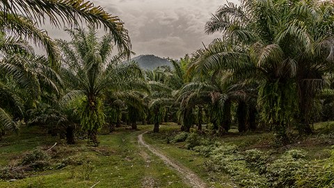 Batang Serangan, Sumatera Utara Sumatra