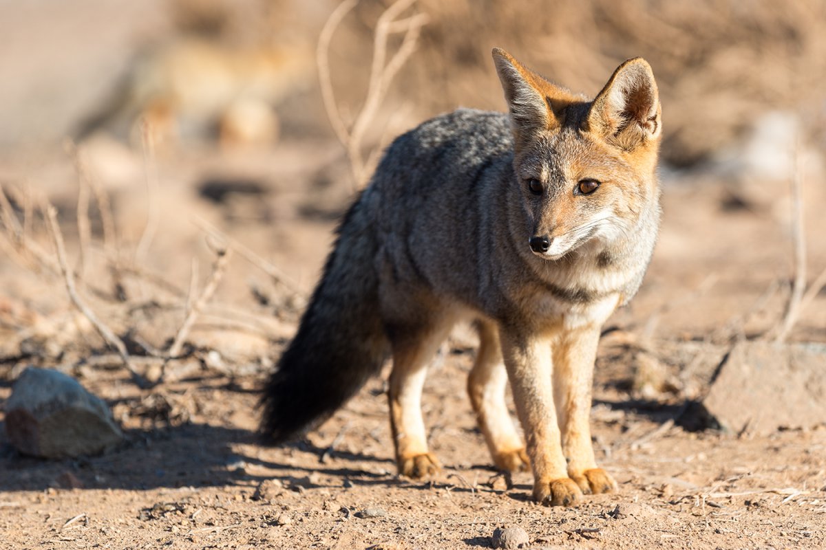 Andenfuchs, Punta de Choros, Chile