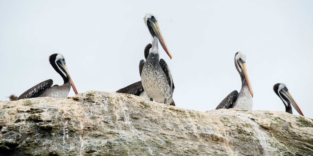 Pelikane auf Isla Damas, Punta de Choros