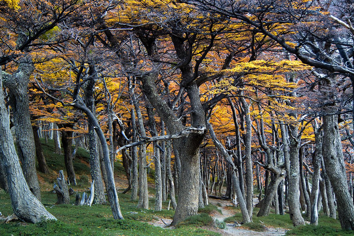 Südbuchen (Nothofagus dombeyi) -
auf dem Weg zu den 'Torres del Paine'