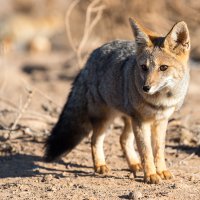 Andenfuchs, Punta de Choros, Chile