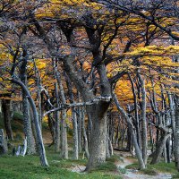 Südbuchen (Nothofagus dombeyi) -
auf dem Weg zu den 'Torres del Paine'