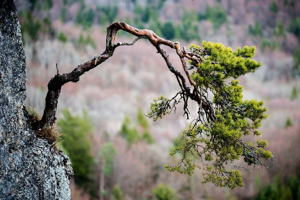 "Pinus sylvestris" am Hangenden Stein / Raichberg