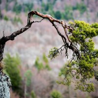 "Pinus sylvestris" am Hangenden Stein / Raichberg